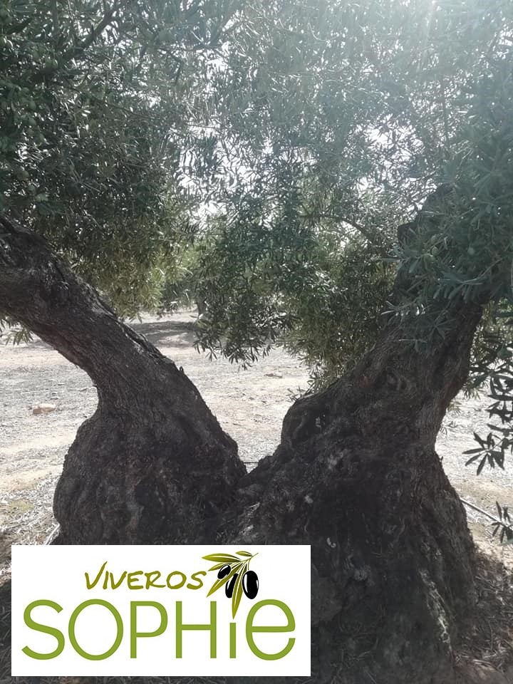 Variedad de olivo NEGRILLO  DE  ANDÚJAR